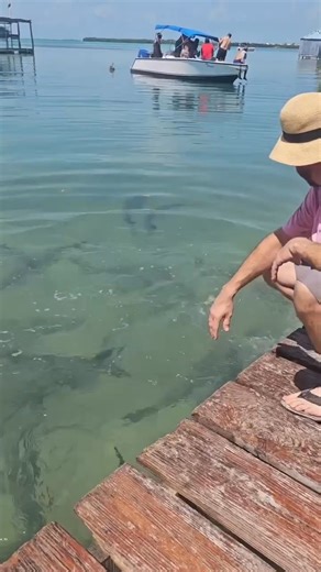 27K views · 186 reactions | Internet TV on Reels | Facebook