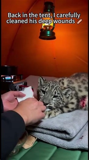 Rescued This Wild Snow Leopard, But His Biggest Fear Is Hilarious! 💀❄️