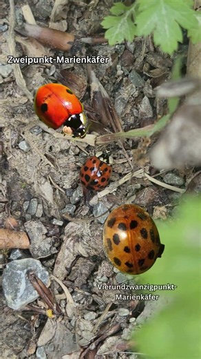 Dieser Käfer gilt als Glückssymbol