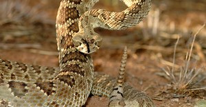 Rattlesnake Population By State