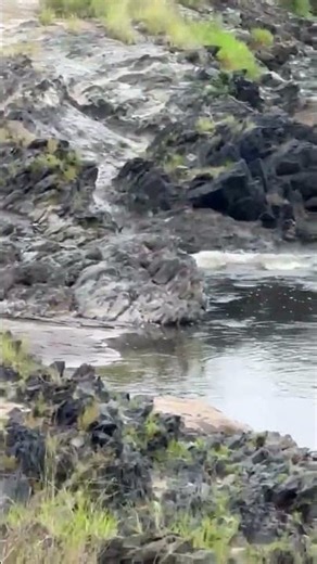 A daring cheetah crossing the flooded Mara River full of crocodiles