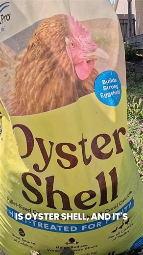 Every Coop Needs These TWO Things!