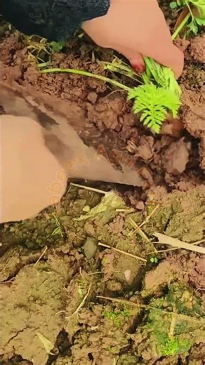 Healthy Root Crops with a Manual Blade #LabeeqaAgriFarm #RootVegetables #AgricultureTools
