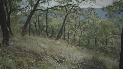 Man and woman jogging in nature - Free Stock Video