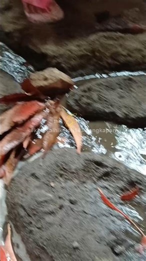 Simulasi Penyebab Banjir #kbtk_alhikmah1430langkapan