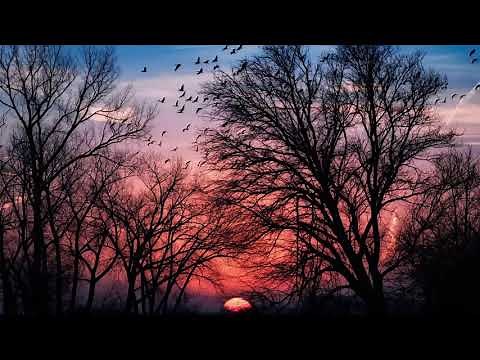 Musique pour Dormir Profondément | Musique Relaxante pour Dormir | Musique Douce pour s'Endormir