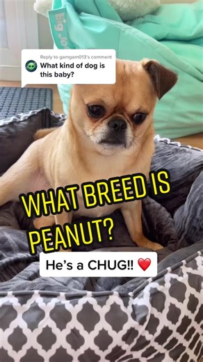 Meet Peanut the Chug! A Chihuahua Pug Mix