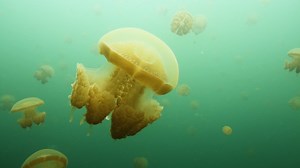 3.8K views · 65 reactions | Im Meer sind Quallen fast allgegenwärtig. Aber sie leben auch in Marinen Seen wie diesem in West-Papua, Indonesien. Mehr spannende Videos unter: www.nationalgeographic.de/video | National Geographic | Facebook