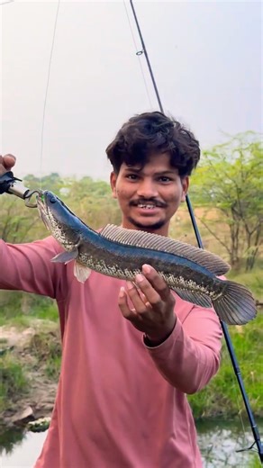 Snakehead Fishing ￼❌ snake 🐍 fishing￼ ￼✅ | hybrid snakehead fish ￼￼| village pond Fishing. #fish