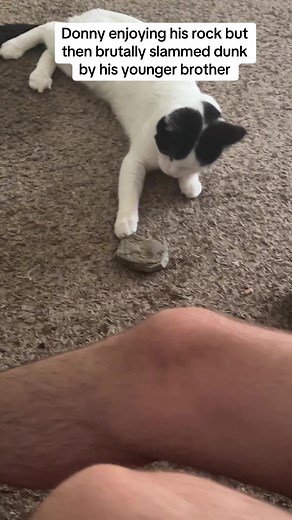 Cat's Playtime: Donny's Rock Adventure