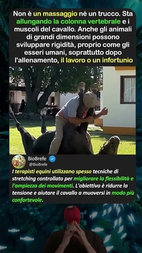 Perché sta allungando un cavallo in questo modo