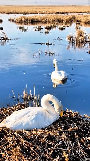 The swan couple are cultivating their babies at the wetland of north China's Xilin Gol League. 🌱☘️🍀🦢🦆🪿 | Across Inner Mongolia