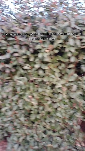 Відео користувача elice† (@ellice015) з композицією «оригинальный звук - elice†»