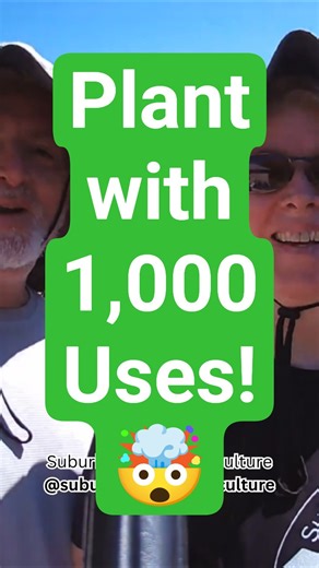 Perennial Plant Peek of the Week #9: Supermarket of the Swamp: Cattail 🌾| Suburban Life Permaculture