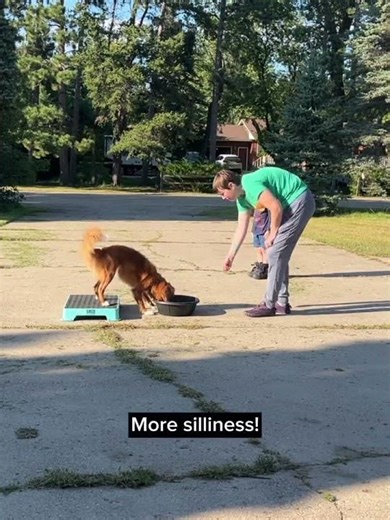Obedience Exam Focus with Box Feeding | Ginny