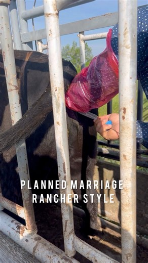 Why arranged marriages work in the cattle industry… call it what you may, AI matings are vital to getting top dollar for your cattle. For a small fraction, you can breed to the highest-dollar bulls in the nation. Bulls that have your mouth watering and ones you’d love to see turned out on your cows. With a little extra work without the huge monetary investment that bull can be yours, well at least his most important attribute, his semen. Getting your cows to come into heat and then knowing WHEN 