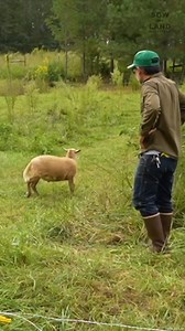 Runaway Sheep #FarmAnimals #Sheep #RaisingFarmAnimals #RaisingSheep | Sow the Land
