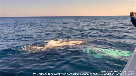 Whale hello! Our WCS Ocean Giants Team recently had a close encounter with a humpback whale in the NY Bight, when the whale approached the boat and swam around it for several minutes – images and memories that last a lifetime. https://bit.ly/3S9StQZ | Wildlife Conservation Society