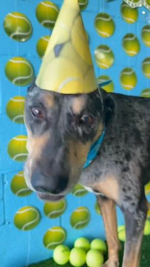 13 reactions | Happy Birthday Chloe Poop Paws!     | K9-5 Daycare | Facebook