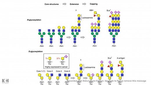 O-linked glycosylation