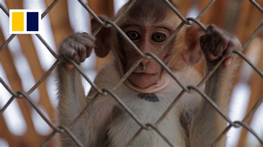 Both wild and caged monkeys feasted their hearts out in the Thai city of Lopburi at the annual monkey buffet festival on November 24, 2024. Read more: https://sc.mp/mi7zt | South China Morning Post