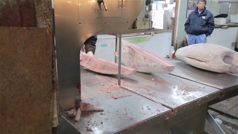Expert Cutting of Frozen Whole Tuna at a Japanese Fish Market