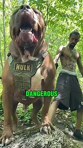 10 Most Dangerous Dogs in the World: | We Love Africa