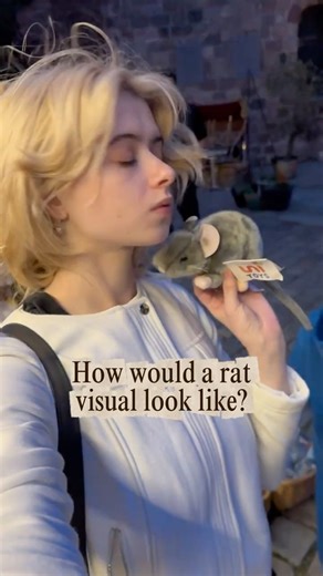 How would a rat visual look like?