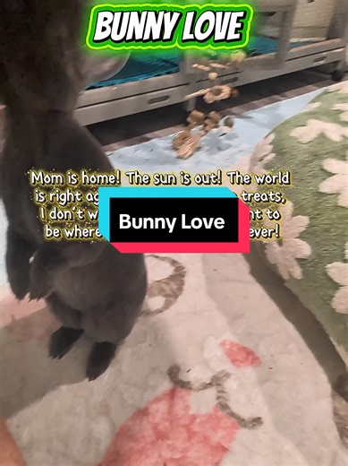 Bunny Love: Understanding Your Pet Bunny's Behavior