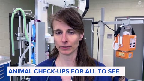 Zoo offers rare look at animal medical treatment