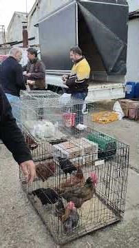 Tuzla Canlı Hayvan Pazarı #Horoz #Tavuk #Hindi #Ördek #Kaz #Kuş #Güvercin #Civciv #Yumurta #doğal