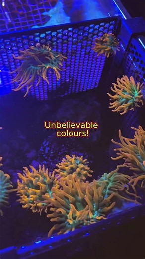 Insane Red Bubble Tip Anemone (Entacmaea quadricolor)