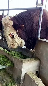 20K views · 249 reactions | Management of cattle farming in Japan  #푤표푟푙푑푐표푢푛푡푟푦푠푖푑푒푙푖푓푒푣푙표푔 #JapanFarming #CattleCare #AgricultureLife DISCLAIMER NO COPYRIGHT INFRINGEMENT INTENDED | World Countryside Life Vlog | Facebook