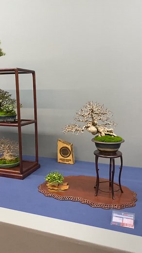 11K views · 256 reactions | The UBE Bonsai show 2024 | Bonsai Empire | Facebook