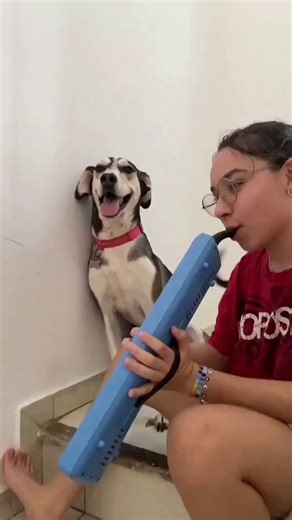 ¿Sabes por qué los perritos aúllan con canciones tipo norteñas 🤠?No, no es porque “lastime” sus oídos, como mucha gente erróneamente cree, sino porque las notas largas imitan aullidos, activando un instinto ancestral de comunicación, y el perro responde vocalmente, como si se uniera a otro miembro de su “manada sonora”.Por eso, cuando pones a Los Temerarios o a Los Cadetes de Linares, pareciera que tu perrito está llorando porque se acuerda de una perra…