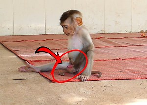 27K views · 426 reactions | Cute Baby Monkey Alien and Angel not here as she busy to getup the tree | Monkey Family | Facebook