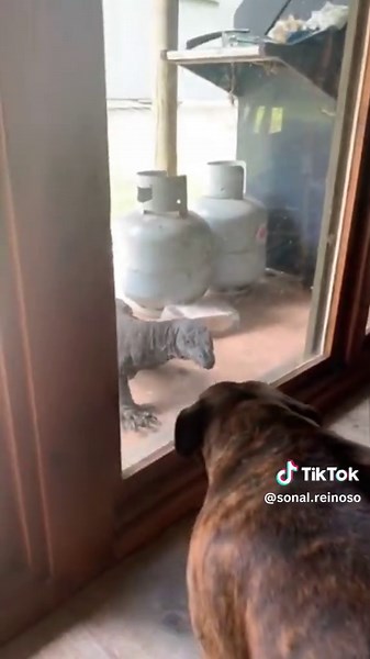 Funny Animals Breaking Into Houses