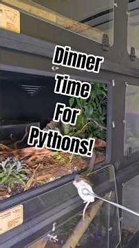 Feeding 3 very unique python species!
