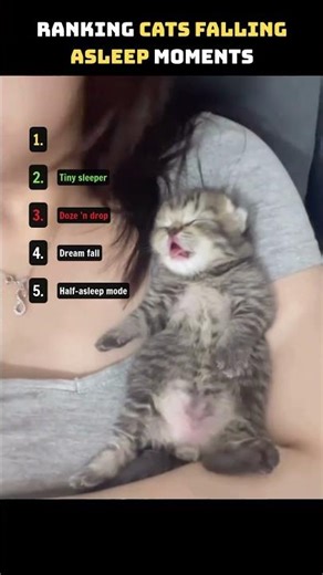 #58 Ranking Cats Falling Asleep Moments #cat #catvideos