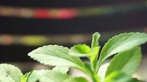 3.4K views · 46 reactions | stevia plant or Stevia rebaudiana Is...