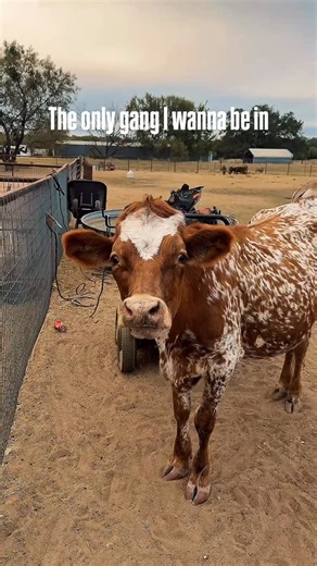 The Moos. Pamcakes, Kevin, Reba, Double Stuff, Snickerdoodle, and Charlie. 🐮 Have you met these guys? If so, drop your favorite in the comments⬇️⬇️⬇️⬇️⬇️ #Cows #cowstagram #cowcuddling #farmexperience #animallovers #farmlife #thegang #moo #thingstodosanantonio #adkins #animaltherapy | Calvary Farms