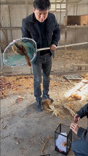 Farmer Captures Squirrels on Farm 👀