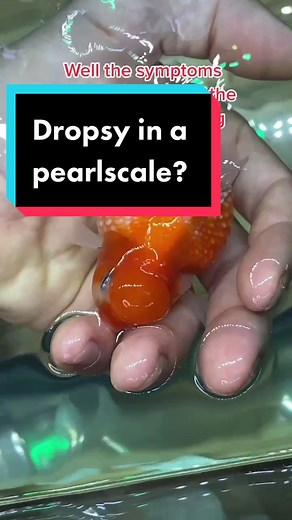 Identifying Signs of Dropsy in Pearlscale Goldfish