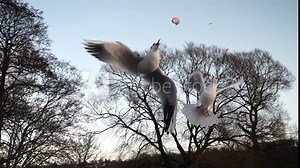 Seagull feeding - Very friendly seagull takes bread, Feeding Bird Against Sky, Slow Motion. A flock of seagulls feeding in the sea coast. Seagulls eating cheese and crackers at the beach, horizontal