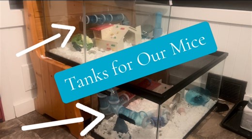 Watch Fish Tanks For ANY Small Pet - Thoughts and Review on Amazon Live