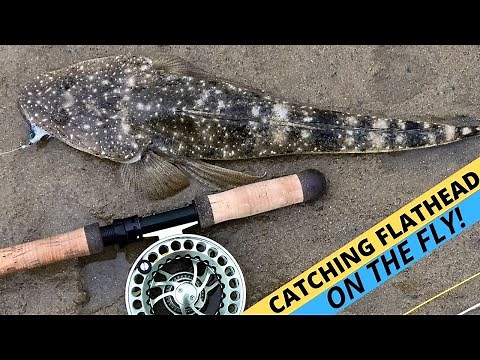 HOW-TO: Catch Flathead On Flies With A Sinking Fly Line