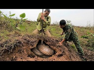 Close-up of two brave hunters wrestling with a herd of giant king cobras on the hill.