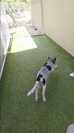 Meet Dori a American Blue Heeler currently available for adoption! 7/1/2025 3:35:22 PM