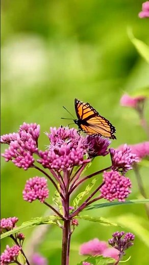 Viceroy Butterfly: Nature’s Perfect Monarch Imposter! 🦋👀 Michigan Meadow Magic