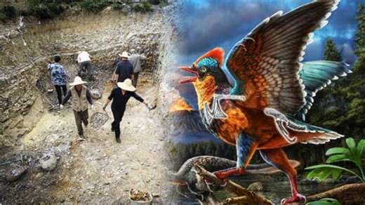 媒体夸大其词，扭曲报道？——解析八闽鸟究竟是一个怎样的发现